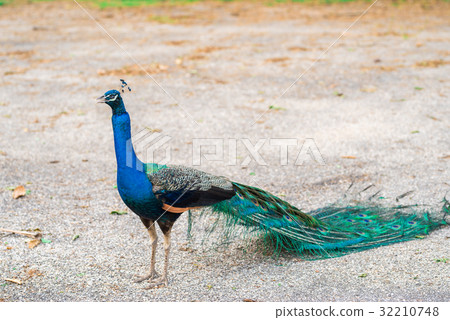 Peacock tail feathers forming  the frame. 32210748