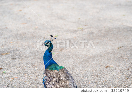 Peacock tail feathers forming  the frame. 32210749