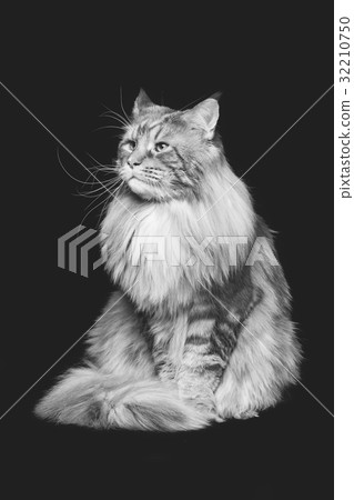 Beautiful maine coon cat 32210750