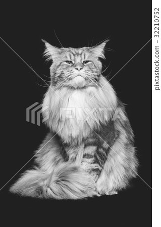 Beautiful maine coon cat Beautiful maine coon cat 32210752