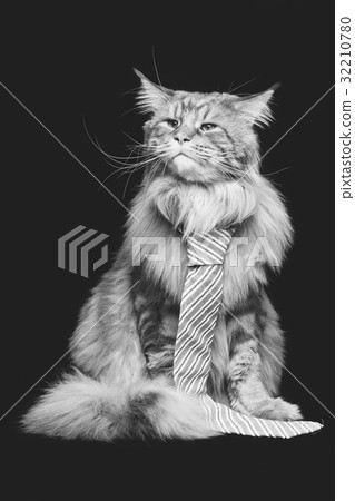 Beautiful maine coon cat with man tie 32210780