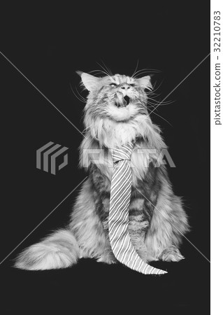 Beautiful maine coon cat with man tie 32210783