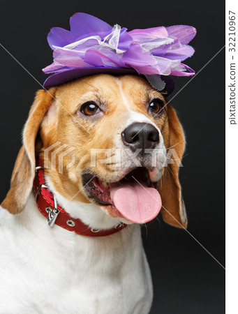 beautiful beagle dog in pink hat 32210967