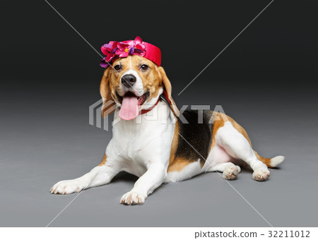 beautiful beagle dog in pink hat 32211012