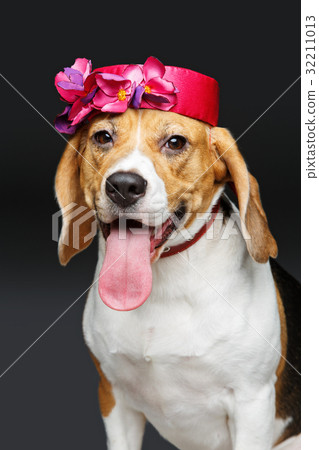 beautiful beagle dog in pink hat beautiful beagle dog in pink hat 32211013