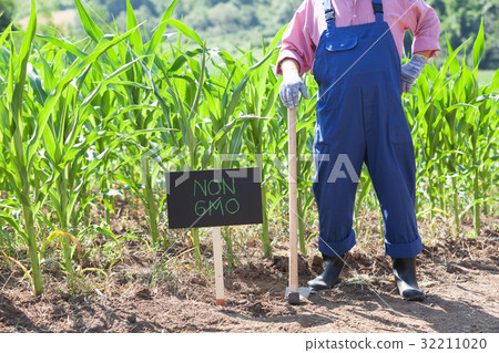 GMO free maize field 32211020