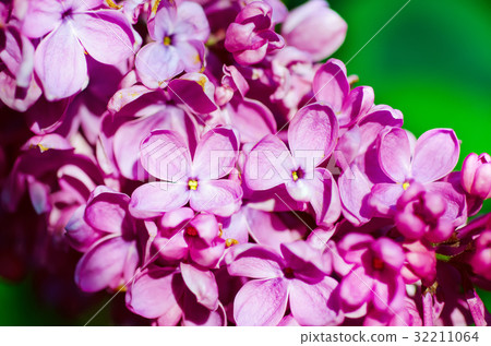 Lilac flowers macro Lilac flowers macro 32211064