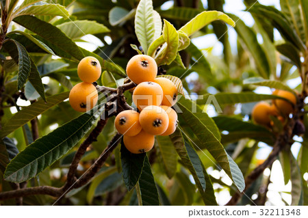 Loquat 32211348