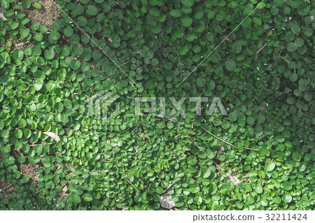green leaf background 32211424