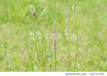 A lovely bloom in the field July Scallops and Heraoobacco-1 32211763