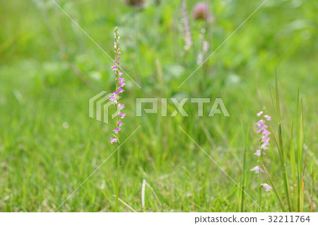 A cute bloom in the field July screw burner 32211764
