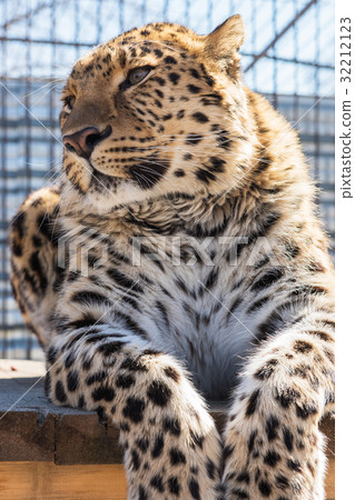 Portrait of the leopard 32212123