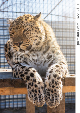 Portrait of the leopard Portrait of the leopard 32212124