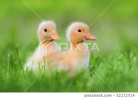 Two little duckling on green grass 32212514