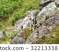 A puppy of Czechosbakian / Wolfdog, at a rocky place in the Lake District of England. 32213338