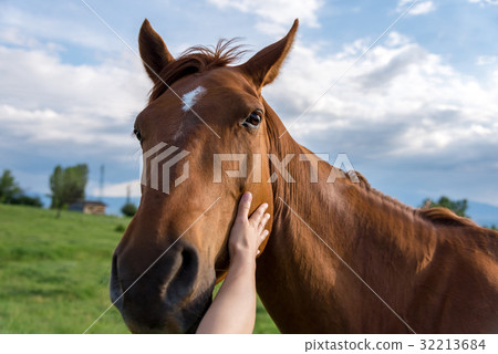 Cropped hands of woman touching horse 32213684