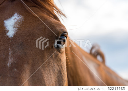 Eye of Arabian bay horse 32213685