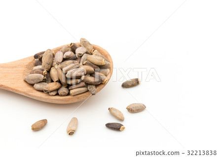 牛奶薊：牛奶薊 32213838