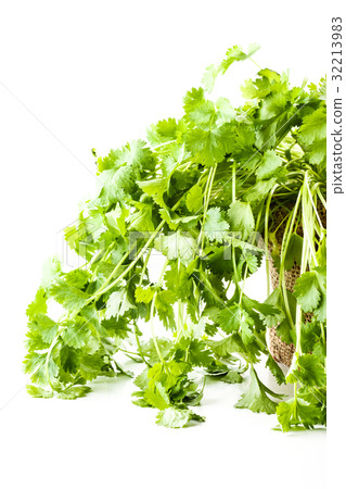 圖庫照片: fresh coriander in a flowerpot