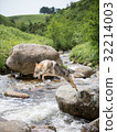 Czechosbacian · Wolfdog puppy jumping in a rocky place on the river 32214003