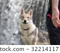 Puppy of Czechosbakian / Wolfdog staring at the owner in front of the waterfall 32214117