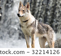Puppy of Czechosbacian Wolfdog nestling in front of a waterfall 32214126