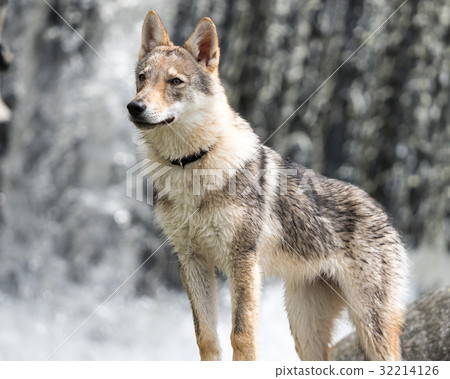 Puppy of Czechosbacian Wolfdog nestling in front of a waterfall Puppy of Czechosbacian Wolfdog nestling in front of a waterfall 32214126