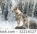 Puppy of Czechosbacian Wolfdog nestling in front of a waterfall 32214127
