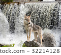 Puppy of Czechosbacian Wolfdog nestling in front of a waterfall 32214128