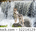 Puppy of Czechosbacian Wolfdog nestling in front of a waterfall 32214129