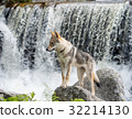 Puppy of Czechosbacian Wolfdog nestling in front of a waterfall 32214130