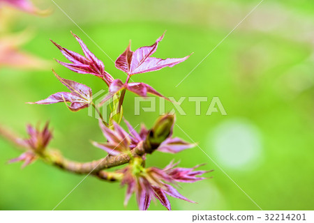 Red young leaves Maple Red young leaves Maple 32214201
