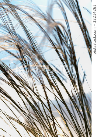 Close up of the stipa plant 32214263