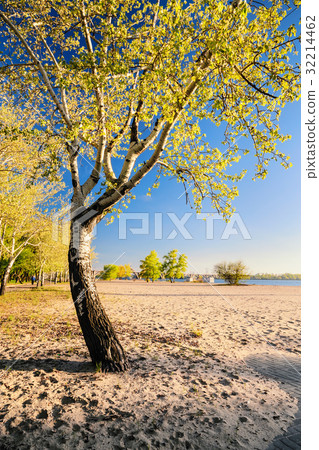 图库照片: birch tree in the golden rays of the rising sun