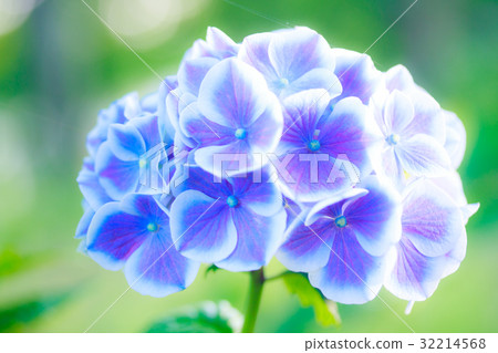 hydrangea hydrangea 32214568