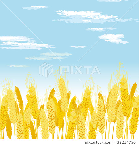 Wheat field illustration Wheat field illustration 32214756