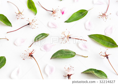 white background filled with uniformly but white background filled with uniformly but 32214827