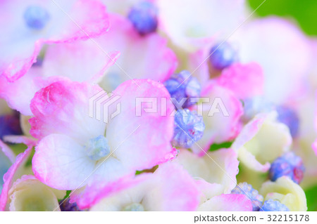 繡球 繡球 32215178