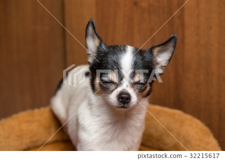 little puppy Chihuahua dog frown his eyes from little puppy Chihuahua dog frown his eyes from 32215617