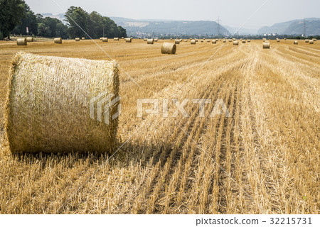 harvested field agriculture with straw bales harvested field agriculture with straw bales 32215731
