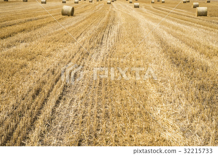 harvested field agriculture with straw bales harvested field agriculture with straw bales 32215733