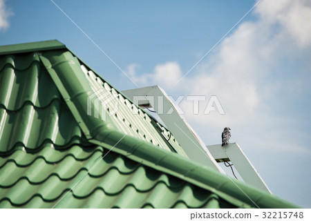 Sparrow sitting on a green tile roof Sparrow sitting on a green tile roof 32215748
