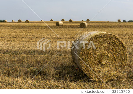 harvested field agriculture with straw bales harvested field agriculture with straw bales 32215760