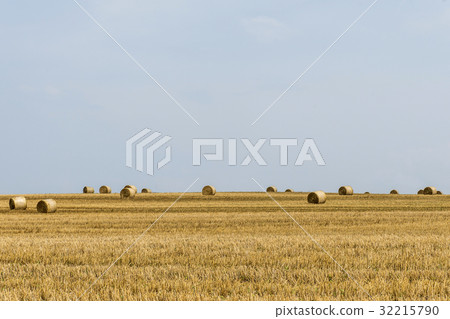 harvested field agriculture with straw bales harvested field agriculture with straw bales 32215790