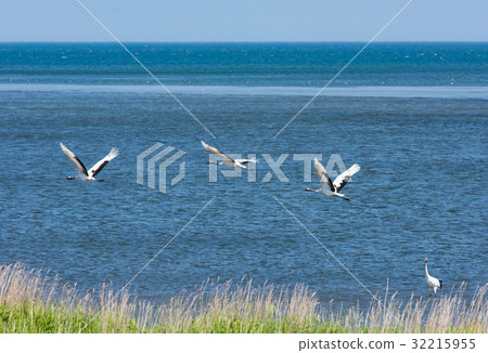Summer crane 32215955