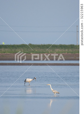Summer crane 32215963