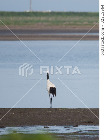 Summer crane 32215964