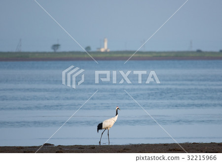 Summer crane 32215966