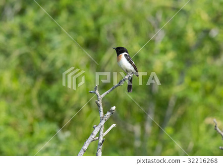 Novitaki Novitaki 32216268