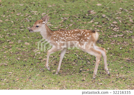 Running deer 32216335